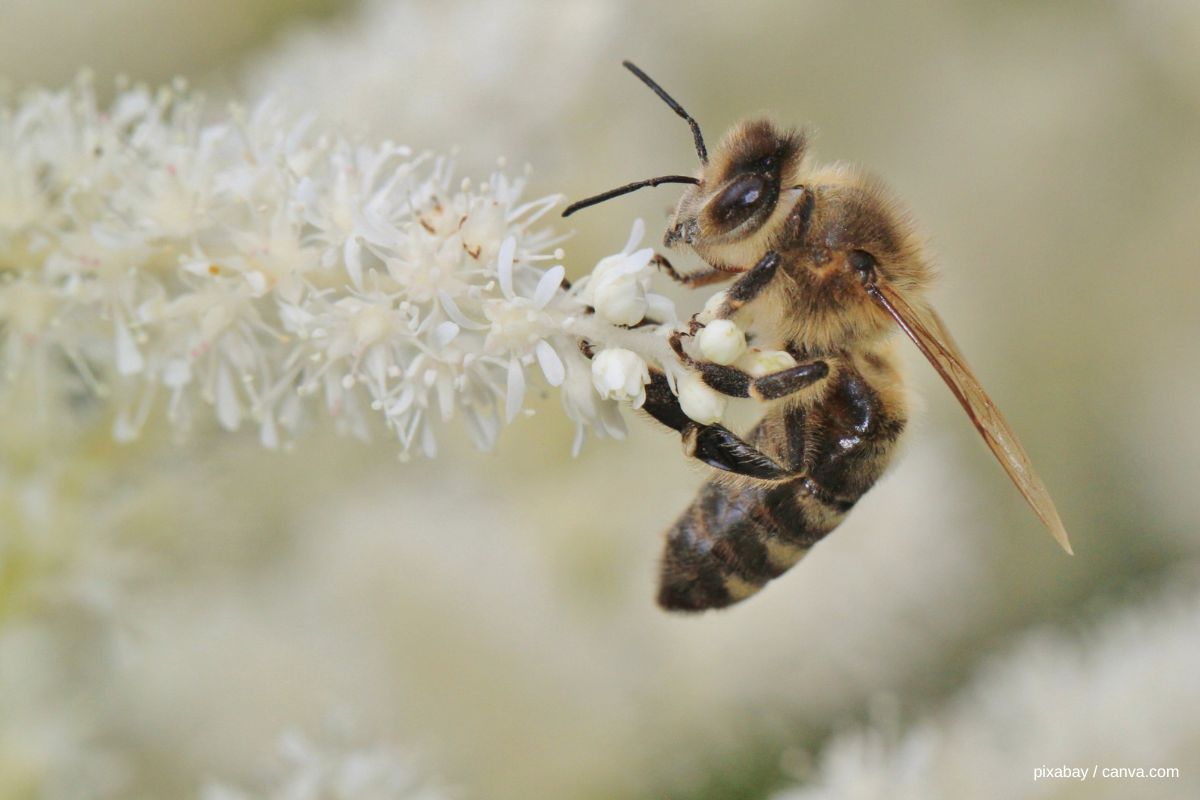 bienenpartnerschaft