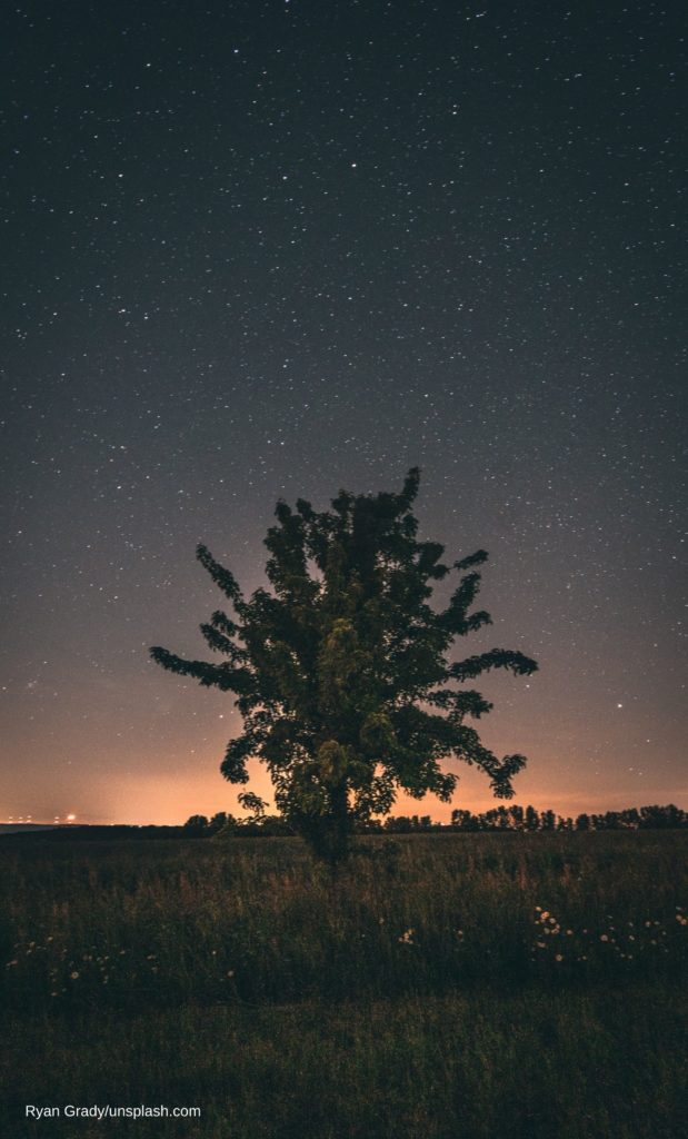 Baum mit Sternenhimmel