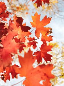 colorful leaves in autumn