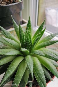 Schlafzimmer-Pflanze Aloe Vera