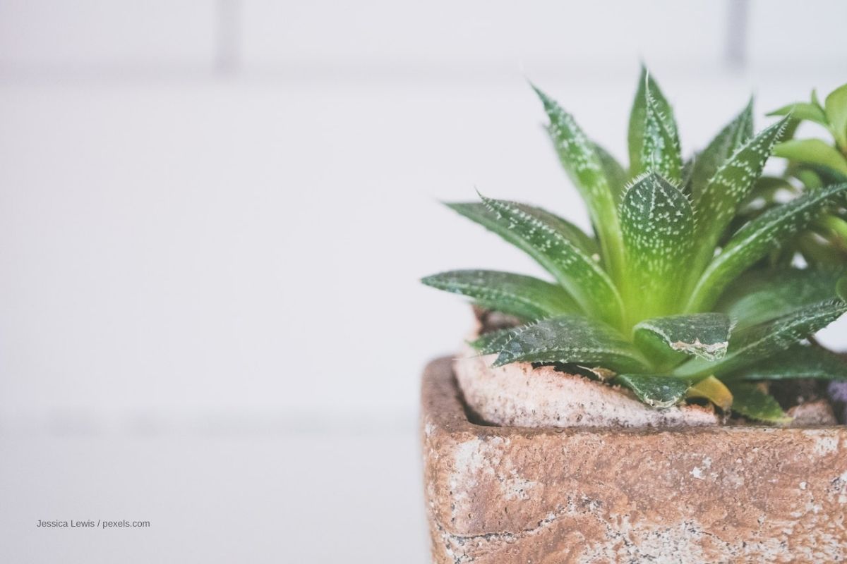 Plantes de chambre à coucher