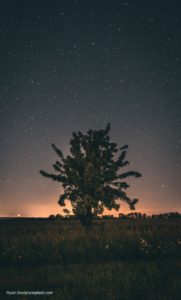 Tree with starry sky