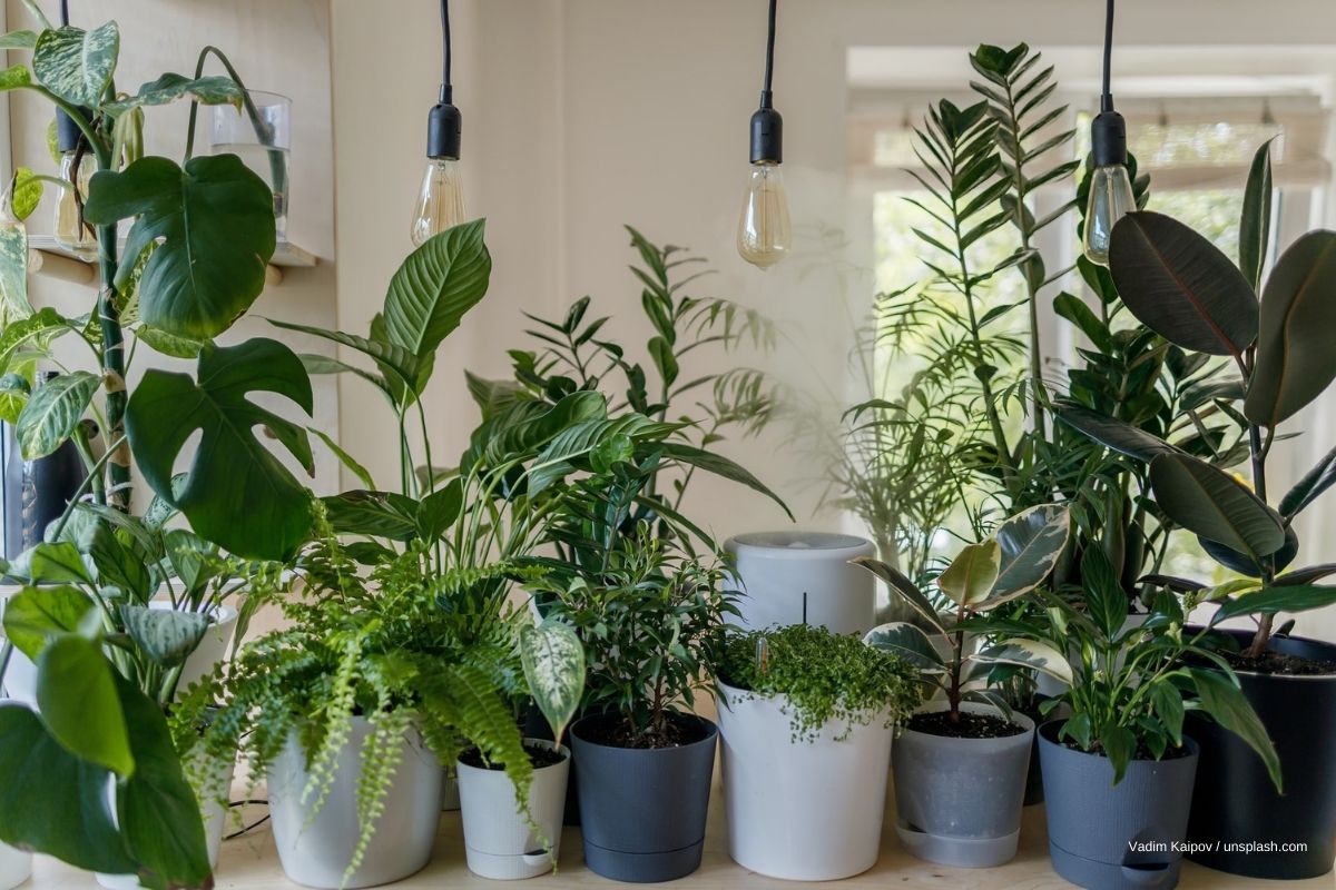 easy-care houseplants