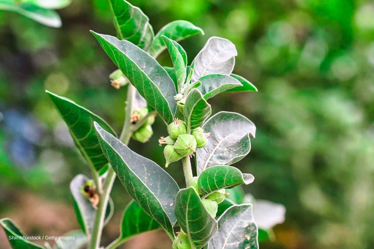 Ashwagandha sleep aid